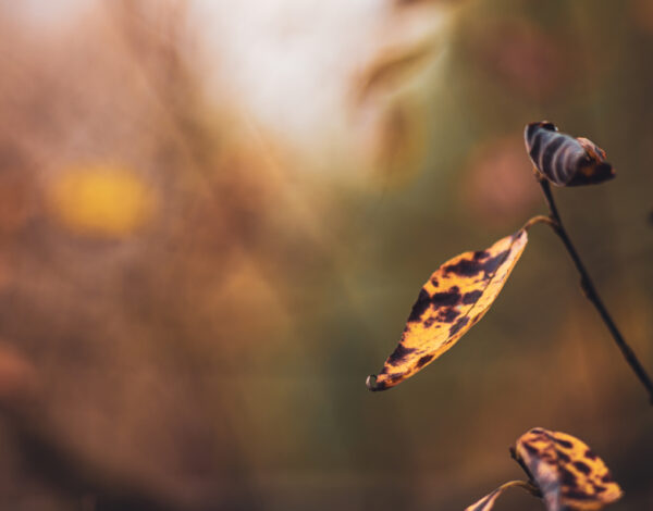 Herbstimpressionen mit dem Nikkor 135mm f2.8