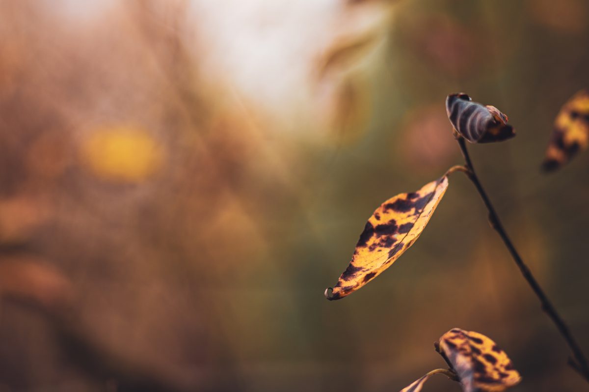 Herbstfotos mit dem Nikkor 135mm 2.8f