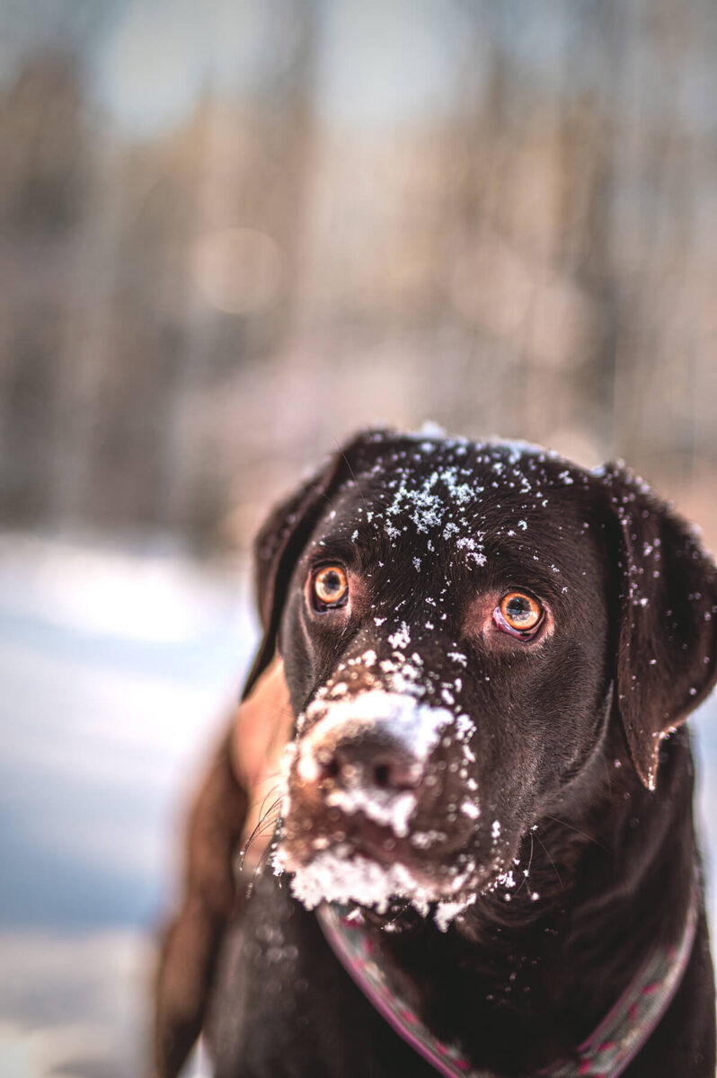 Hund mit Schnee im Gesicht