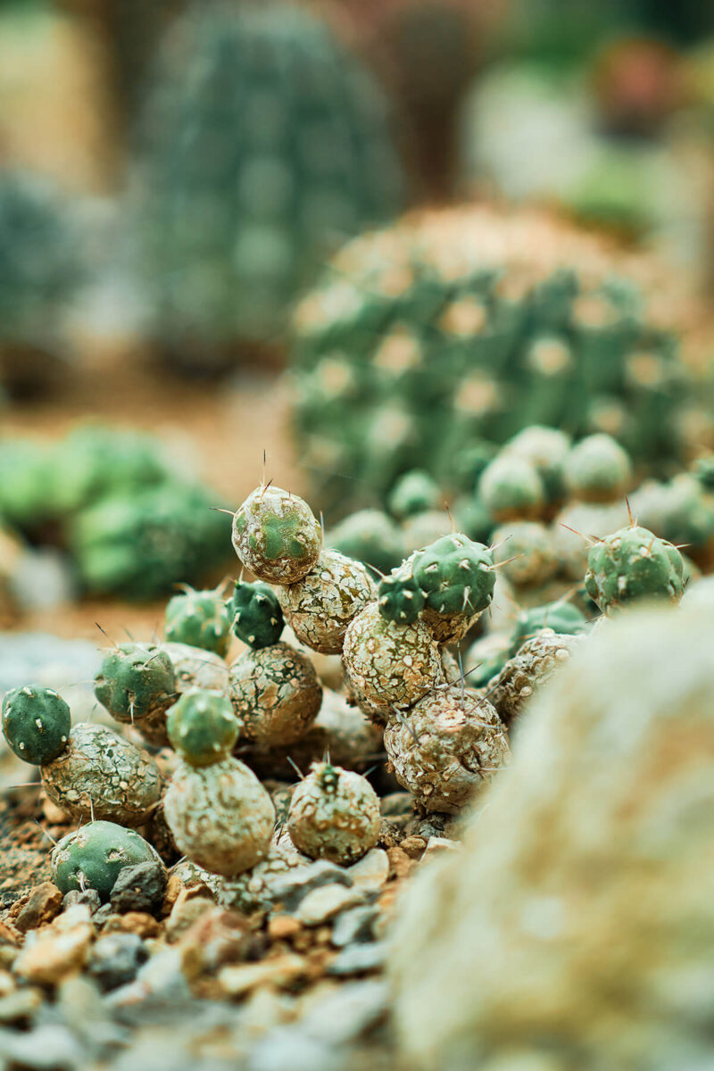 Lustiger Kaktus