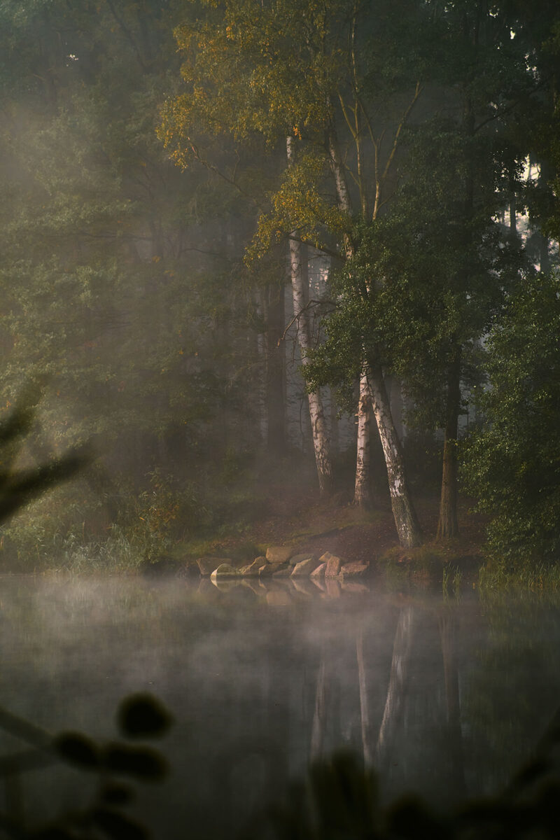 Seeufer im Wald bei Morgennebel
