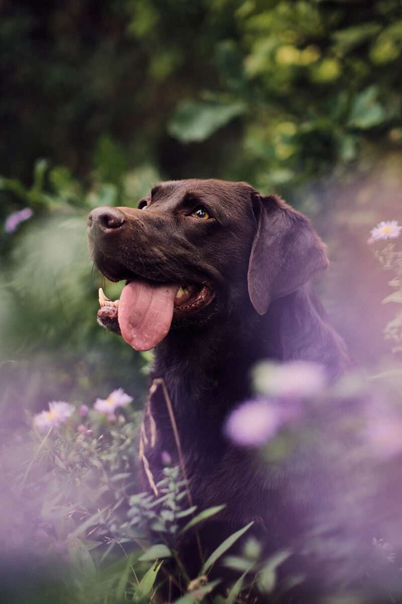 Hundeportrait mit Fujifilm Kamera