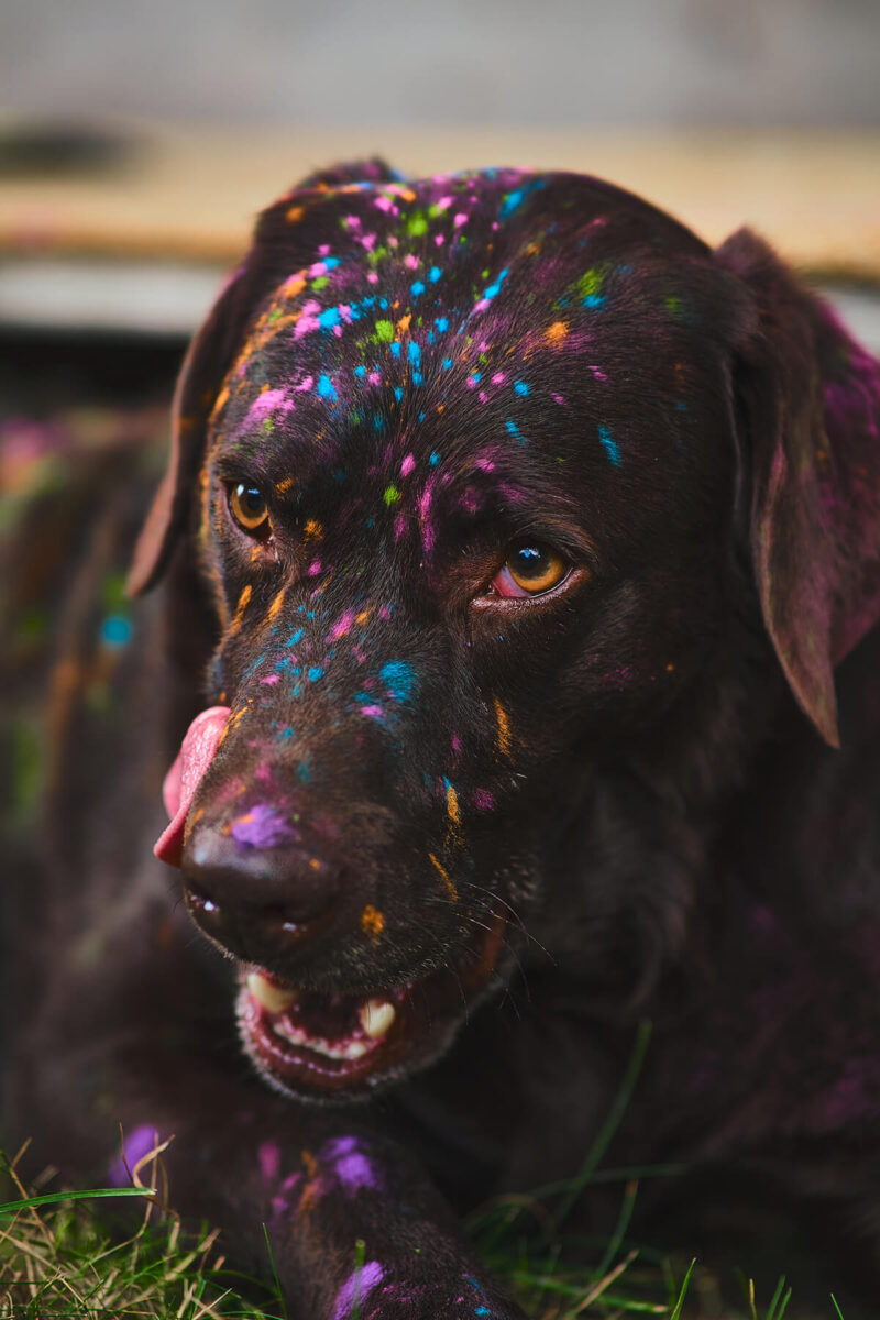 Hund und Holi Farben