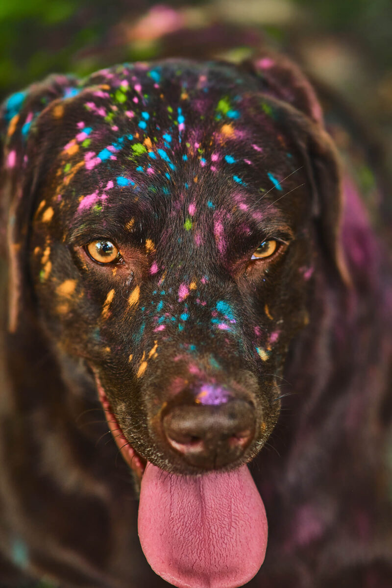 Labrador mit Farbe im Gesicht