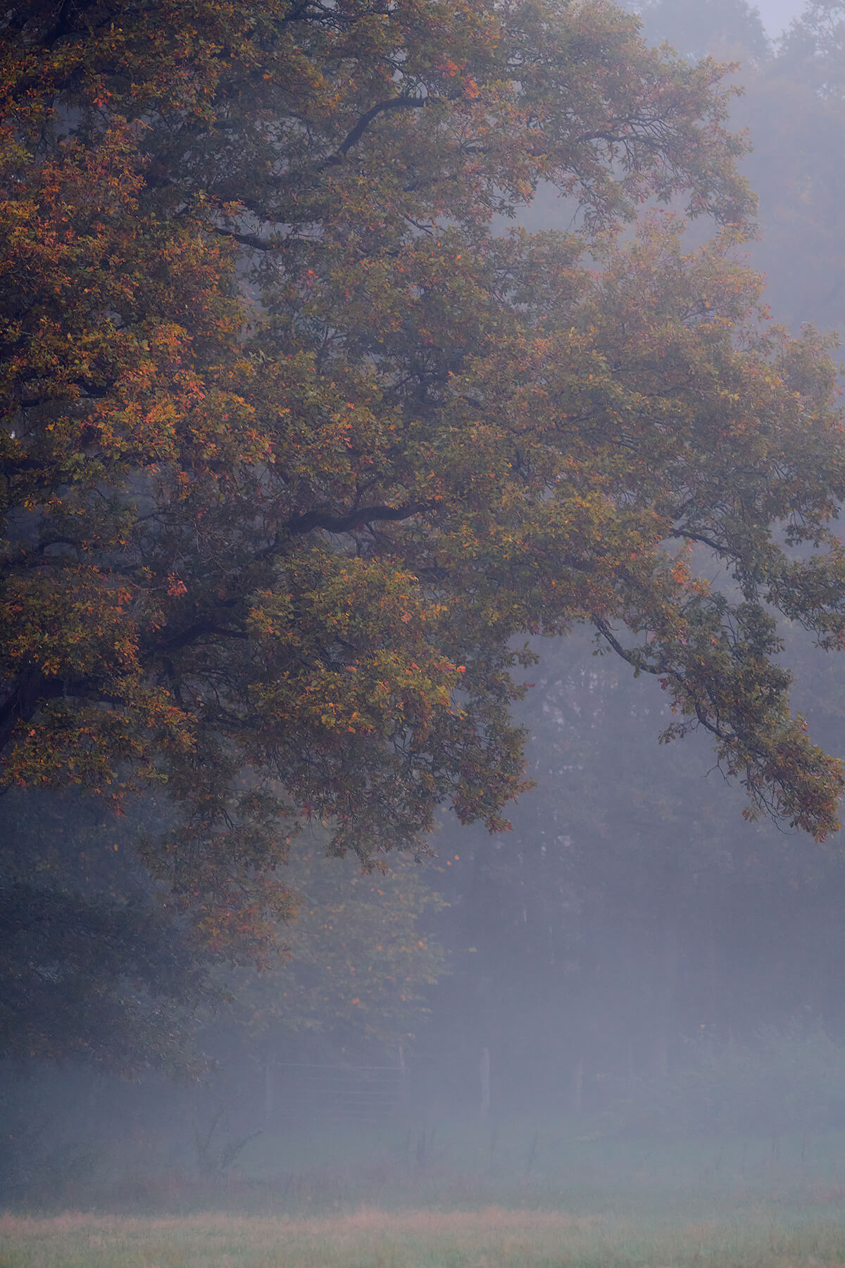 Landschaftsfotografie Nebel Herbst