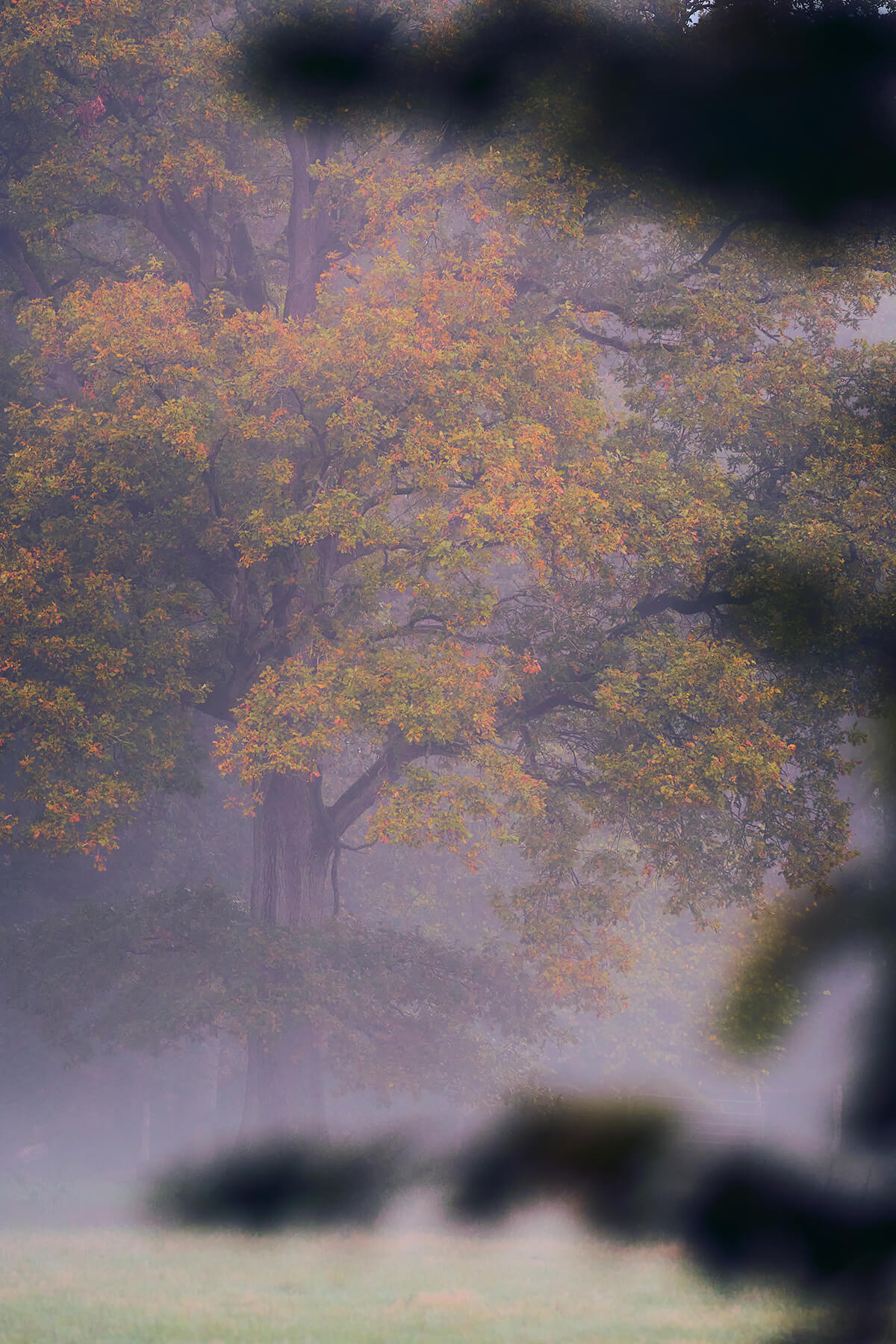 Herbstliche Eiche im Nebel