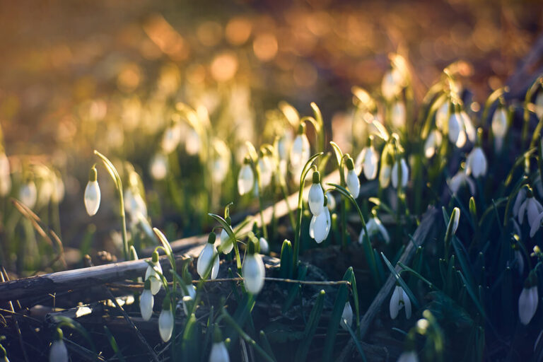 Angst Vor Drohnen? Diese Niederländischen Tulpennetze Machen Den Unterschied! - 8acl3vy
