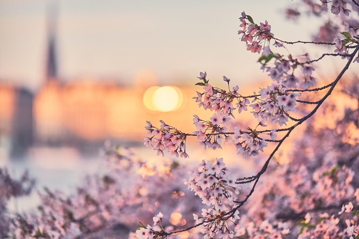 Kirschblüten im Sonnenaufgang