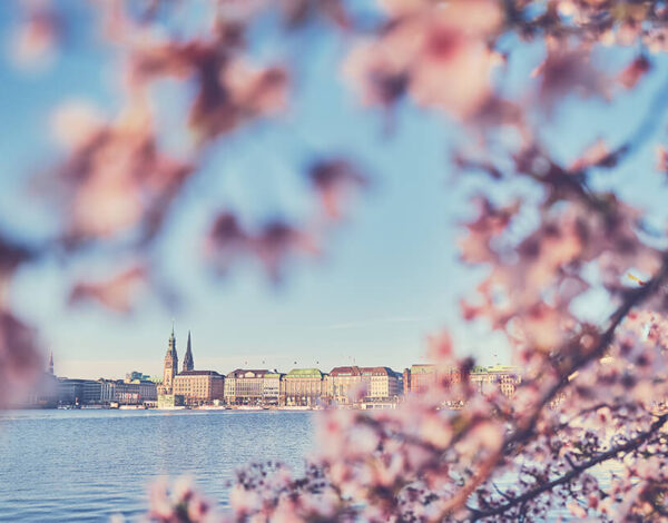 Kirschblüte in Hamburg fotografieren