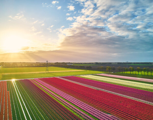 Tulpenblüte in den Niederlanden