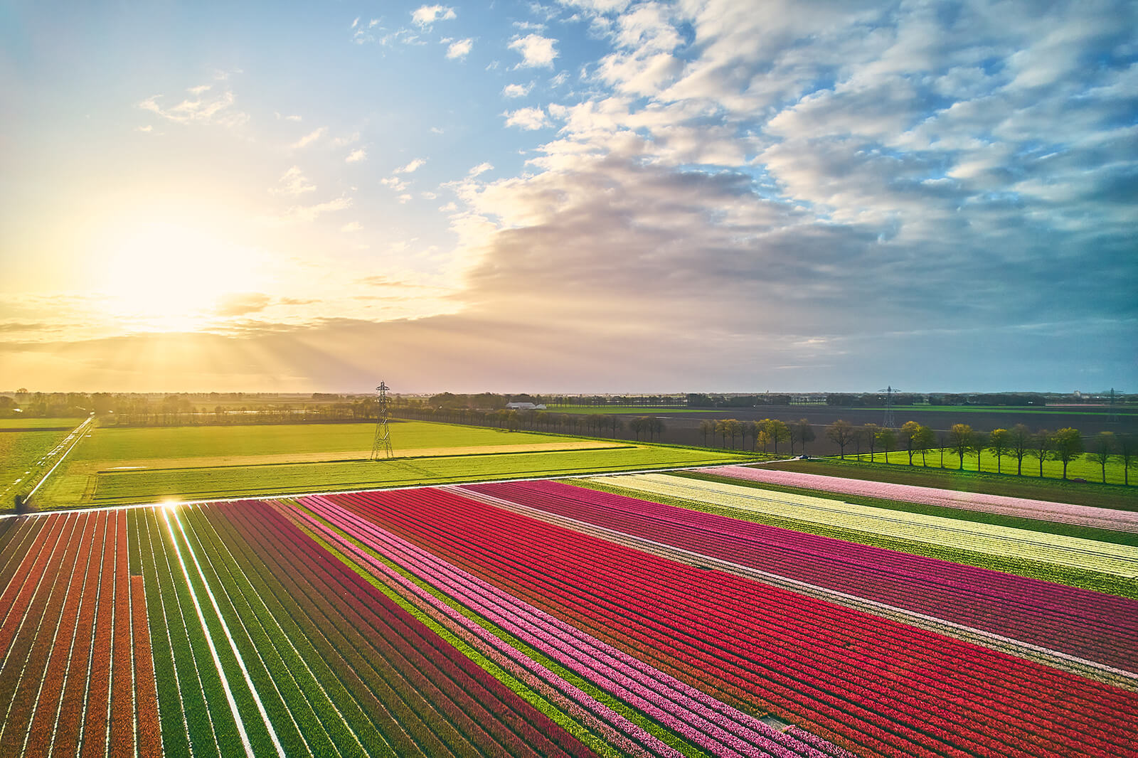 Tulpenblüte in den Niederlanden