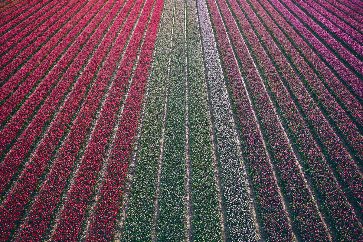 Luftaufnahme Tulpen Niederlande