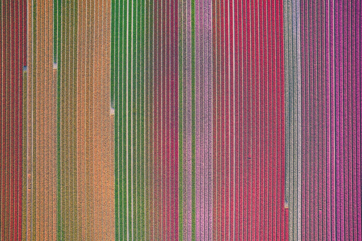 Tulpen Feld Luftaufnahme