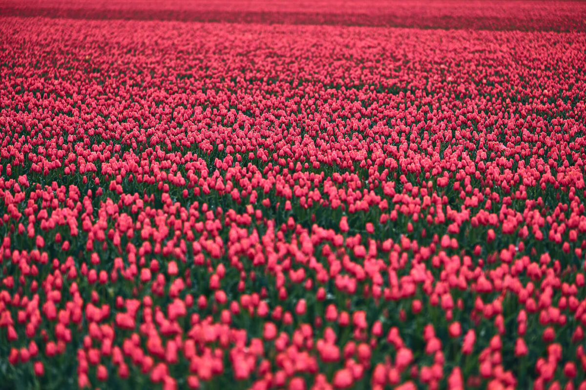 viele rote Tulpen