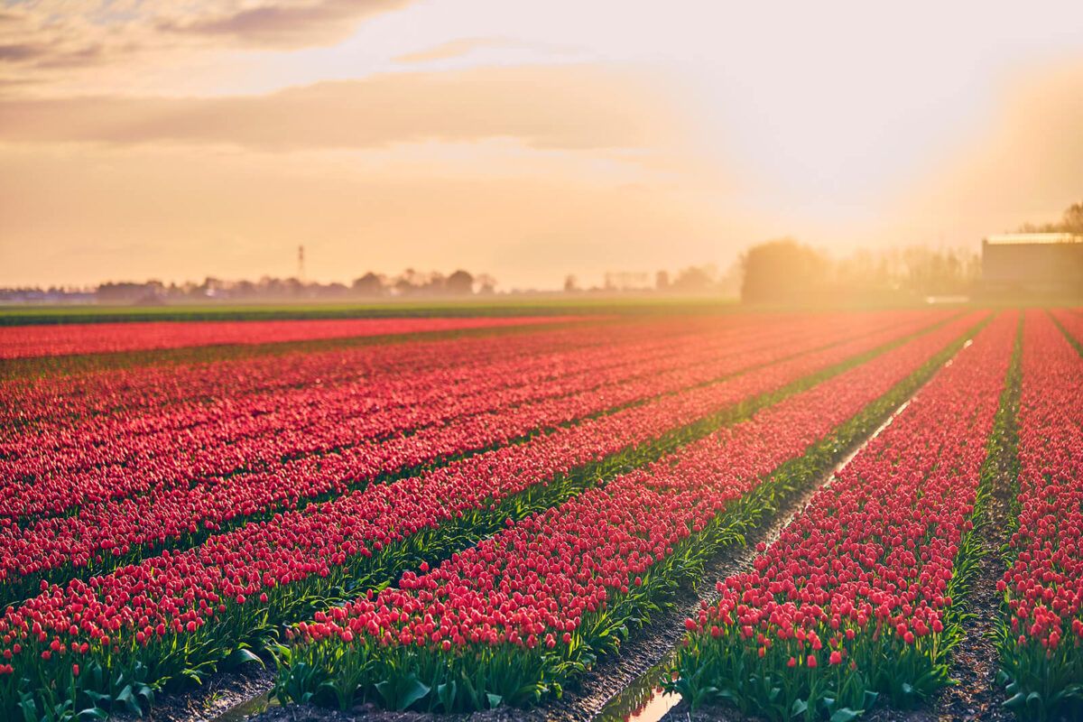 Sonnenaufgang Niederlande Tulpen rot
