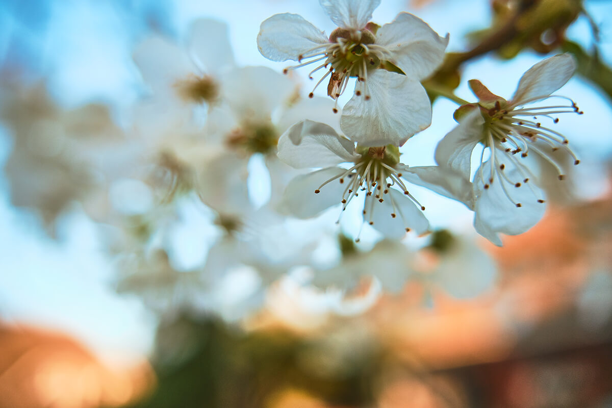 Nahaufnahme Kirschblüten mit Sigma Zoom Objektiv