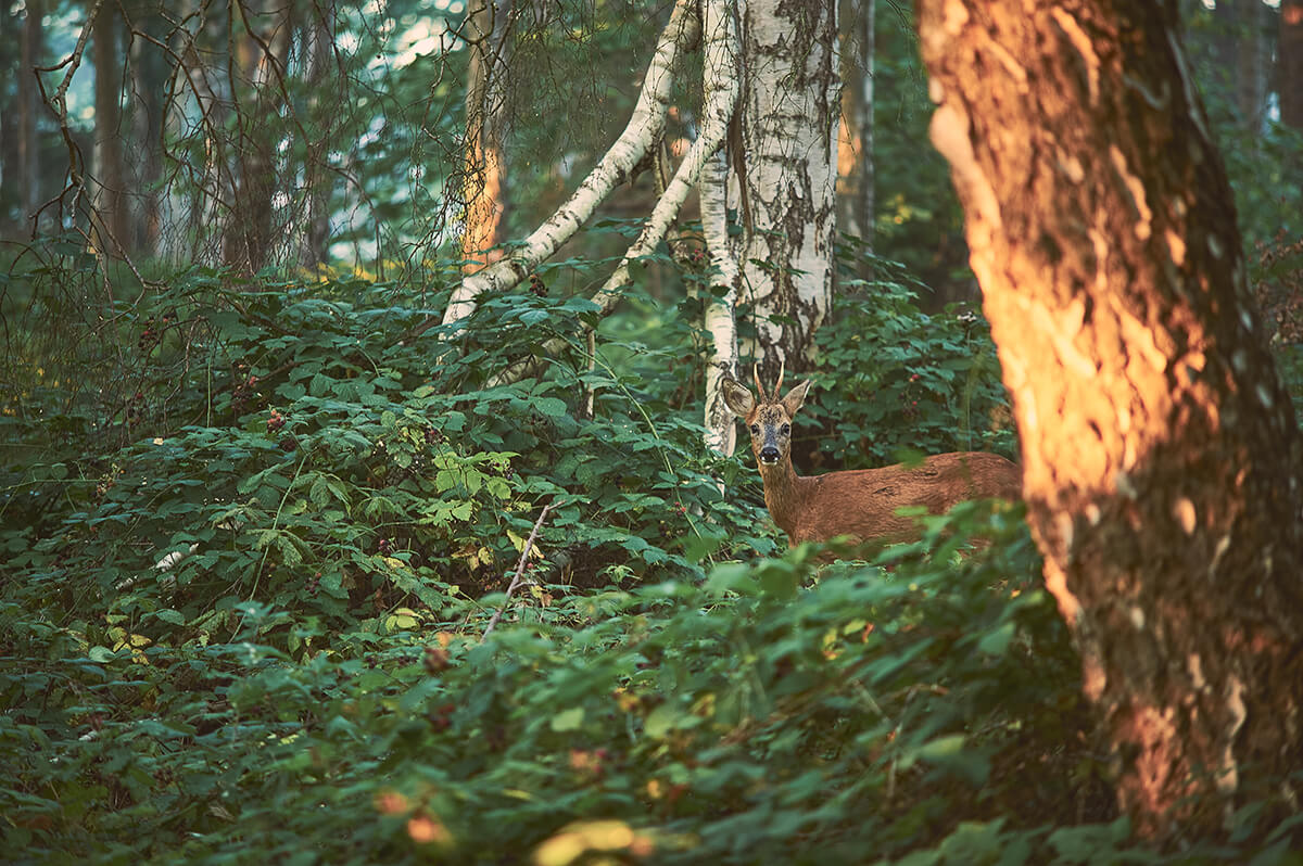 Reh am Morgen im Wald