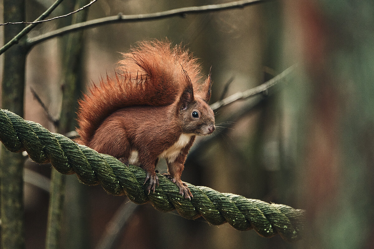Eichhörnchen mit sehr hoher Iso Fotografiert