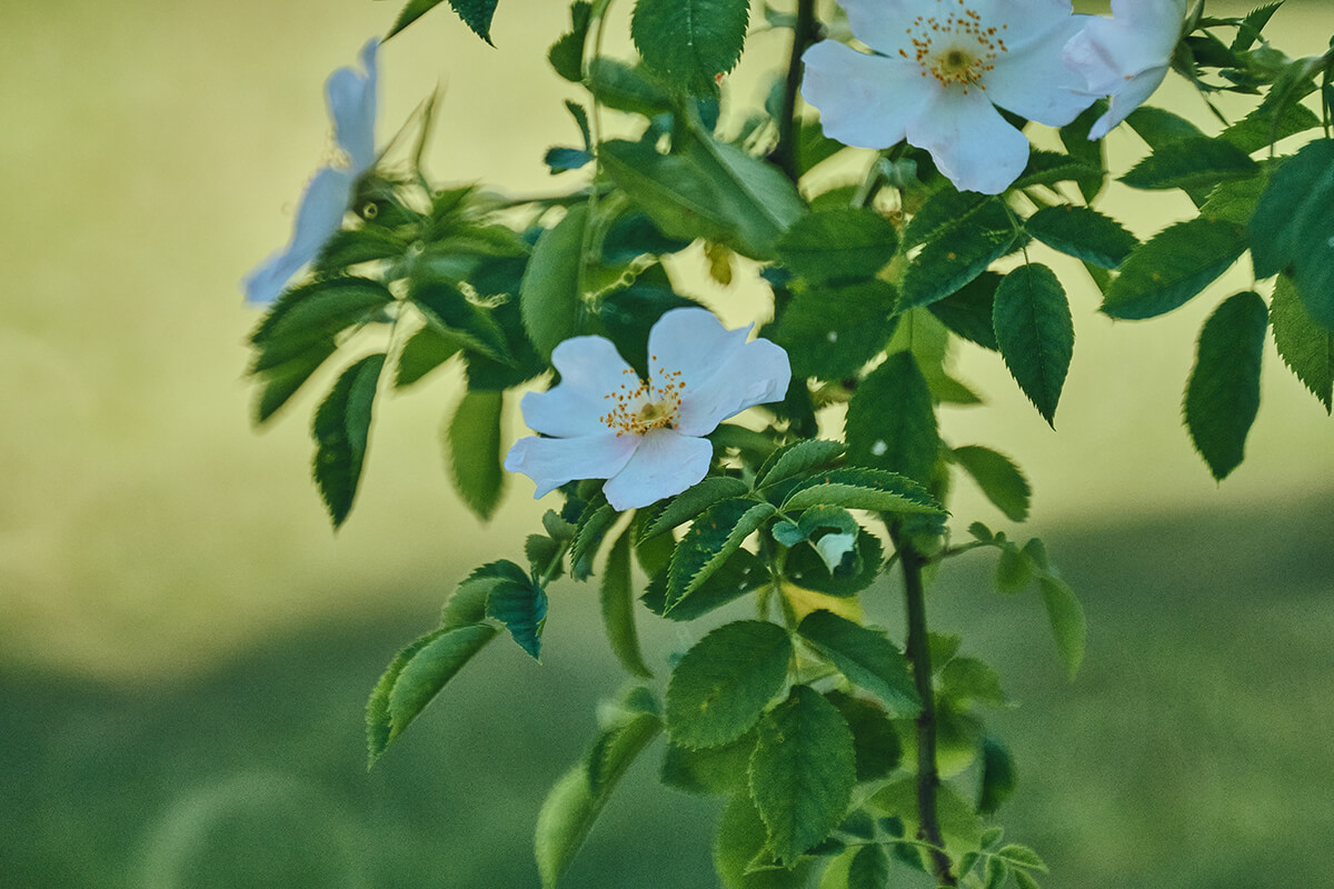 Nahaufnahme mit TTArtisan 250mm f5.6 Spiegelobjektiv