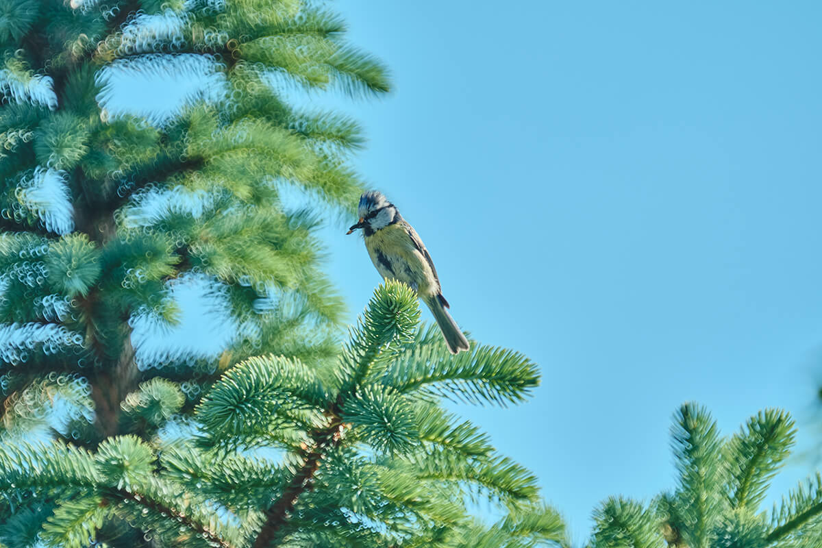 Vogel mit TTArtisan 250mm f5.6