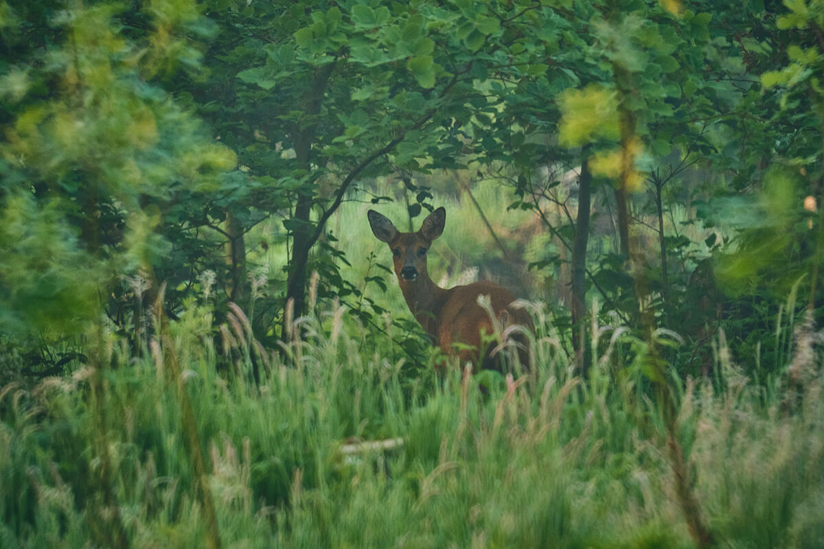 Reh fotografiert mit TTArtisan 250mm f5.6