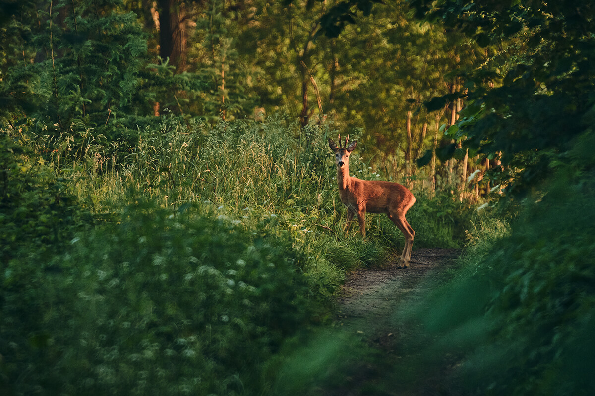 Reh im Wald mit 250mm Fotografiert