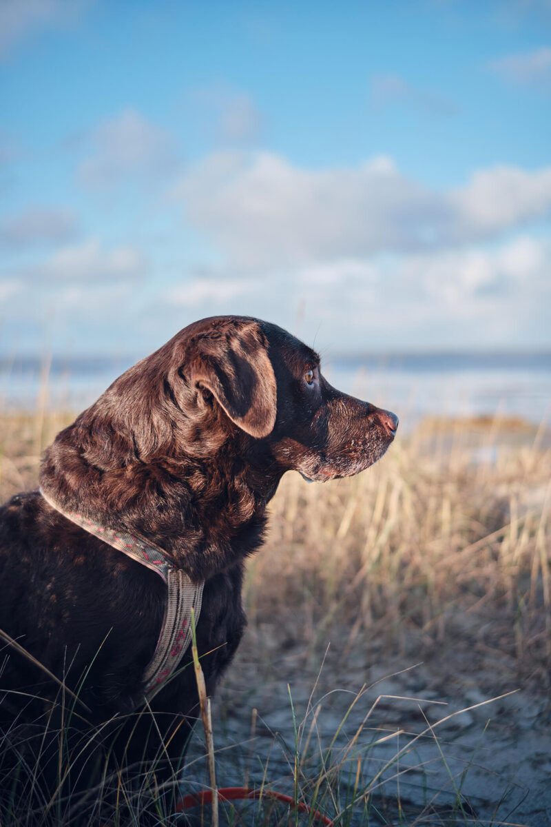 Hundeportrait mit TTArtisan 35mm f1.8 AF