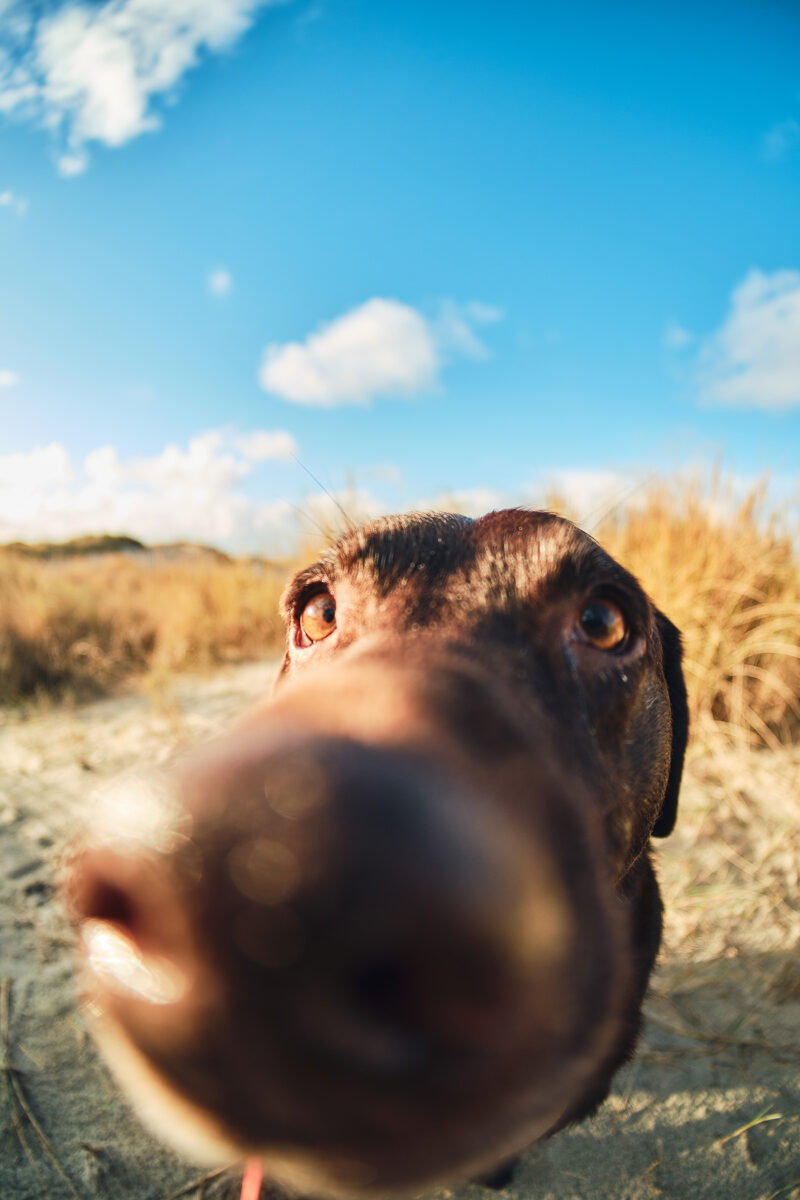 Lustiges Foto mit TTArtisan 7,5mm f2