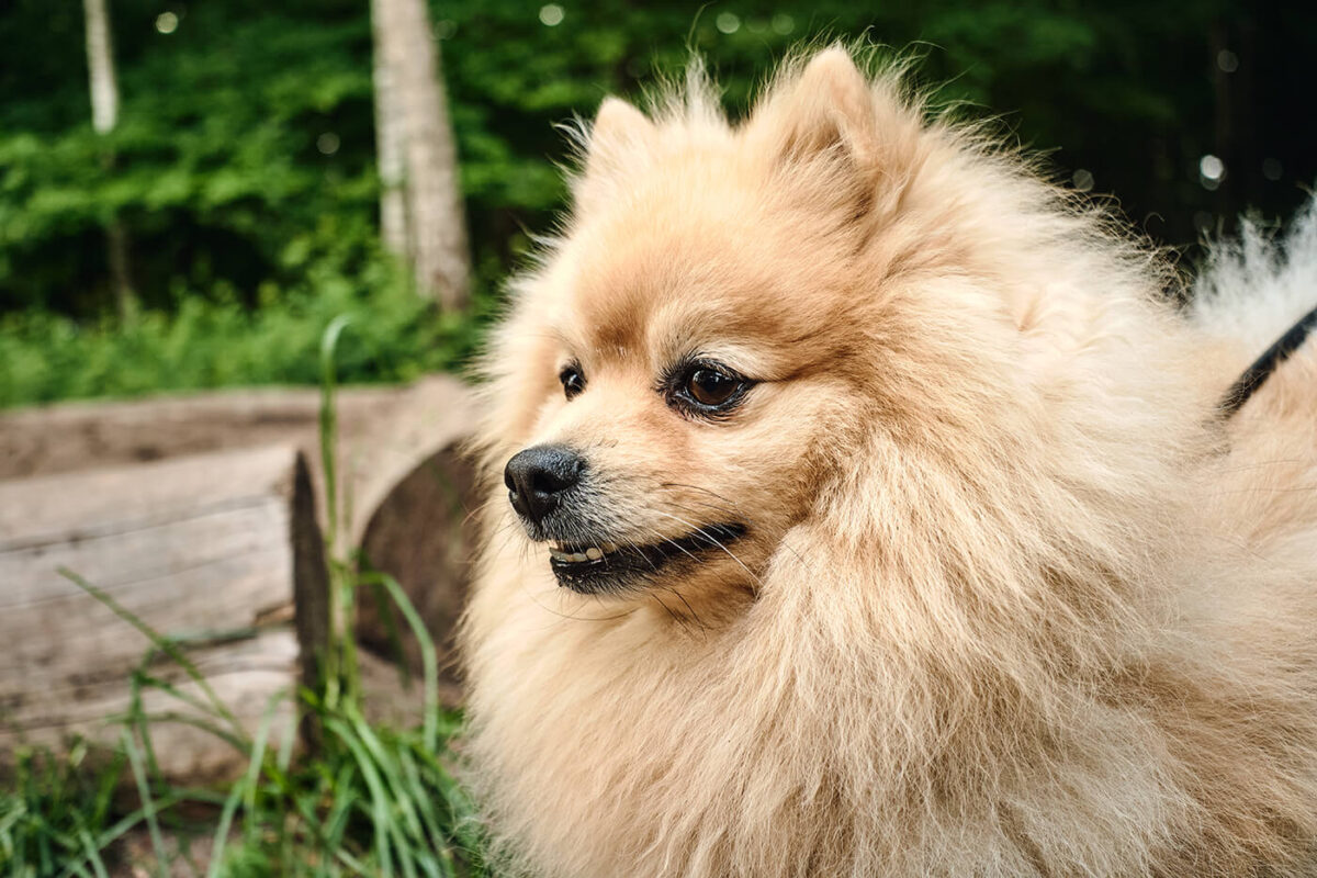 Test shots of dog with viltrox 28mm f4.5 Cookie Lens