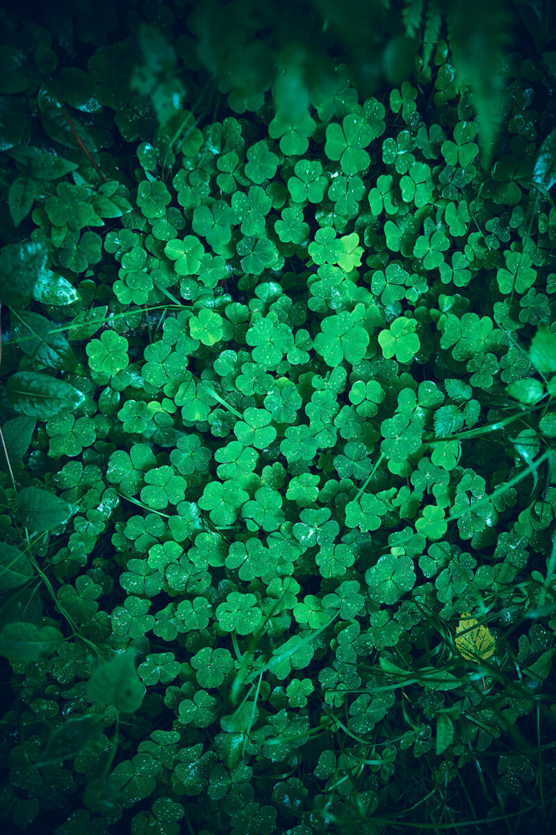 Clover field with 24mm Viltrox f1.8