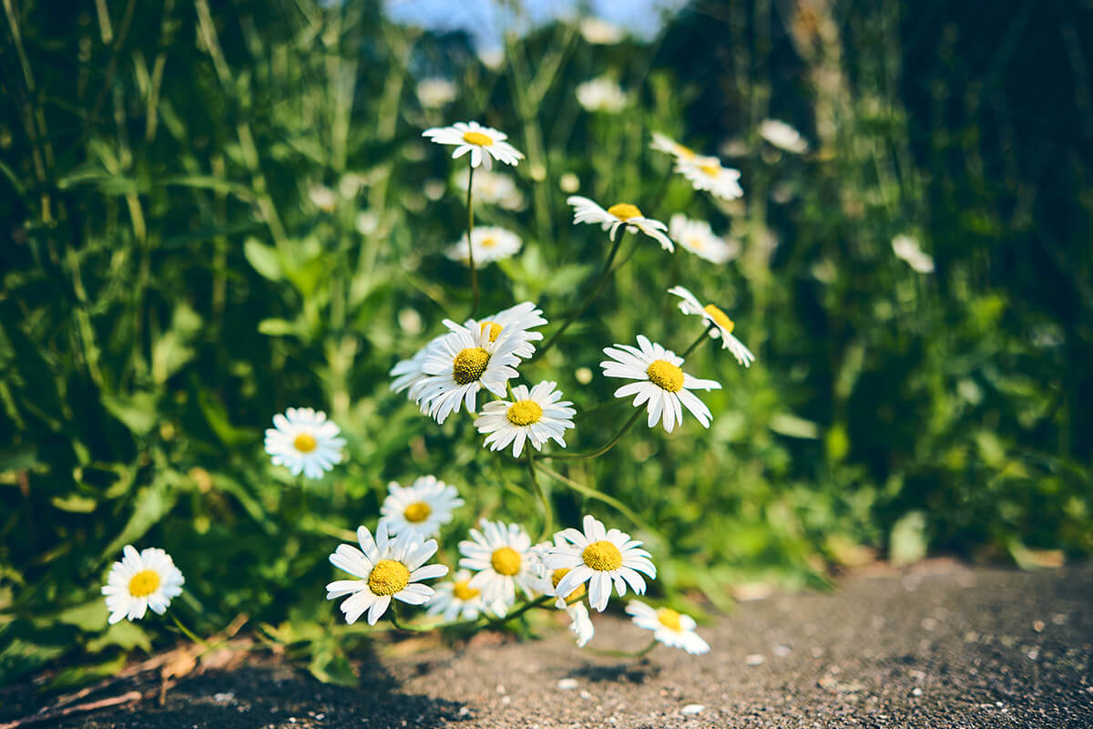 good bokeh at f1.8