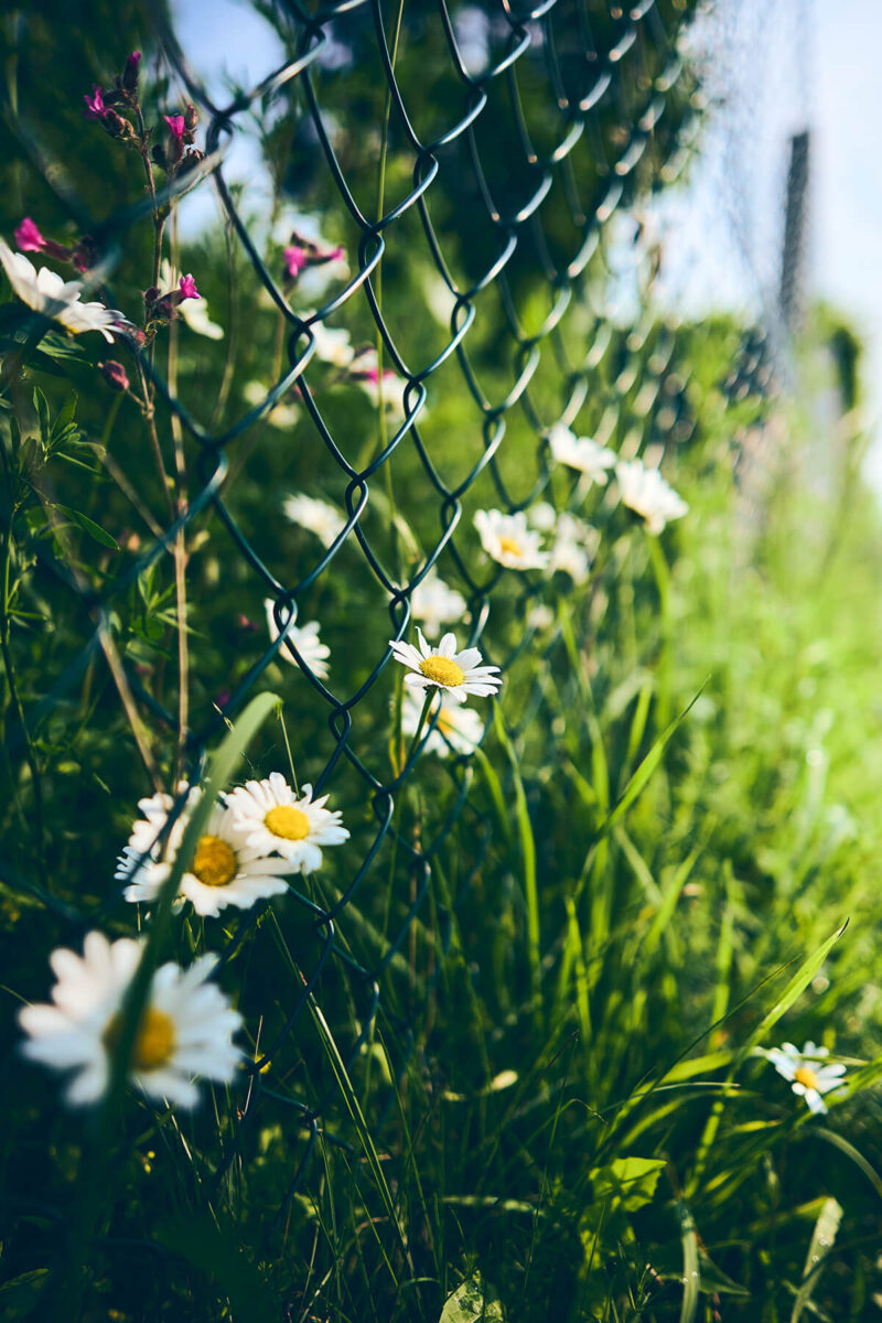 Bokeh of Viltrox 24mm f1.8 for nikon z mount