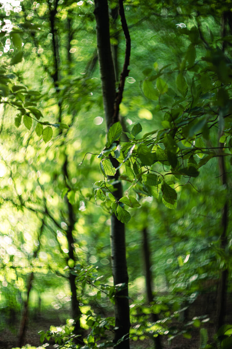 Swirly Bokeh Beispiel TTArtisan 