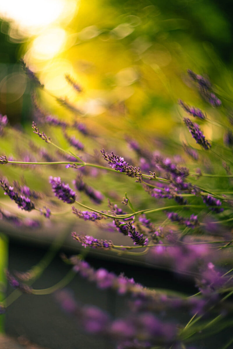 Gut für Florale Motive geeignet
