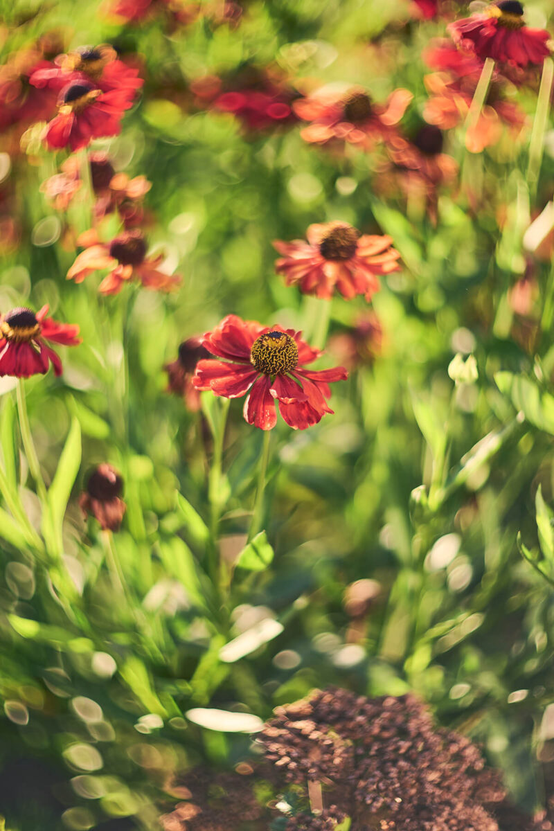 Florales Motiv Swirly Bokeh