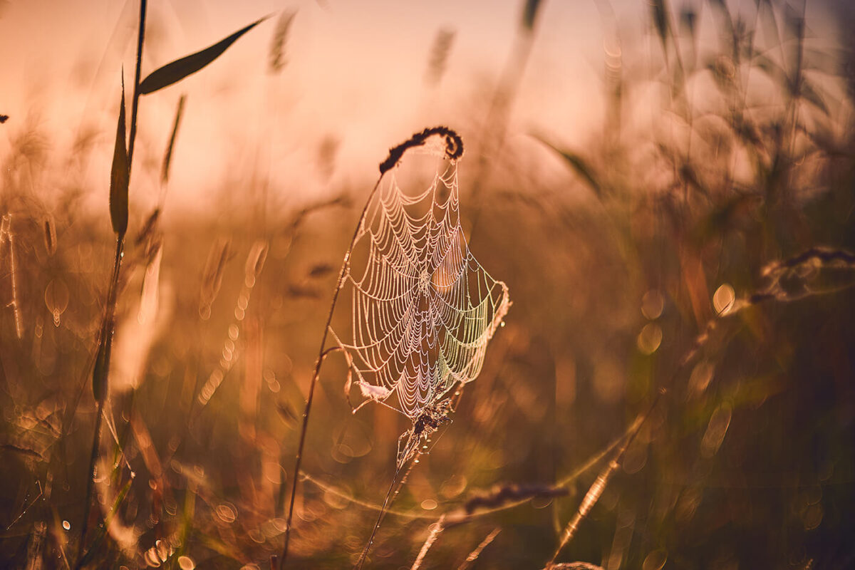 Naturaufnahme mit TTArtisan 75mm f1.5 Swirly Bokeh