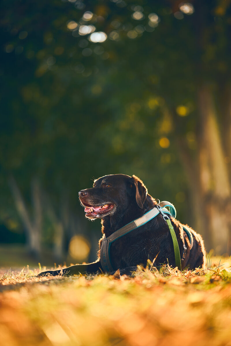 Hundeportrait mit Rollei 85mm