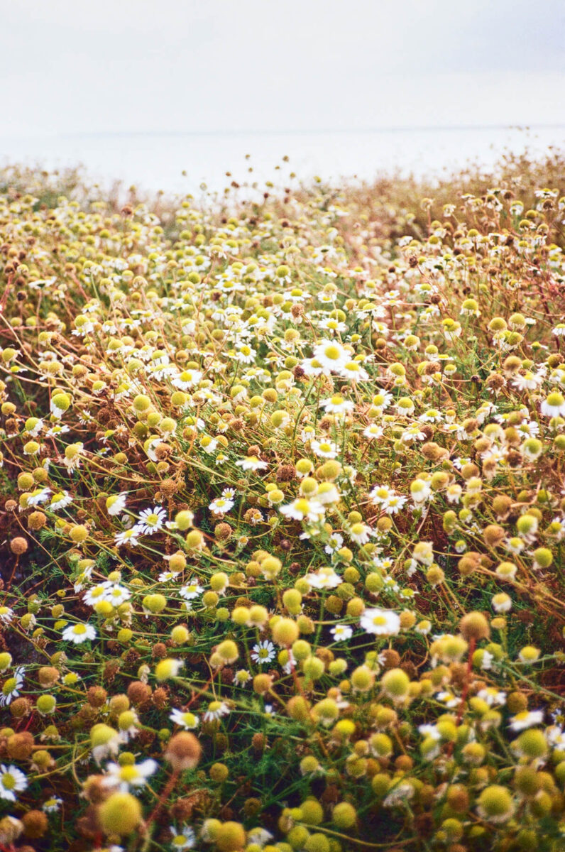 Beispiel Freistellung Rollei 35 AF