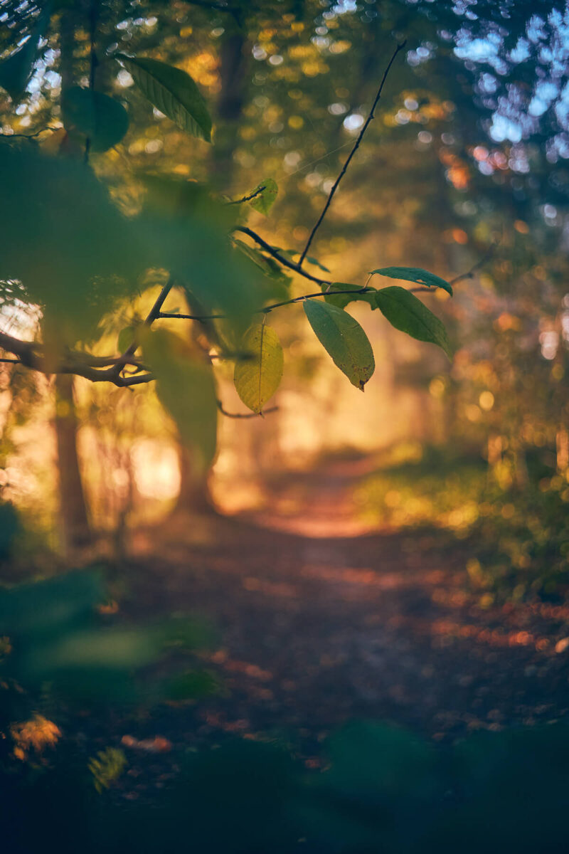 Weiches Bokeh