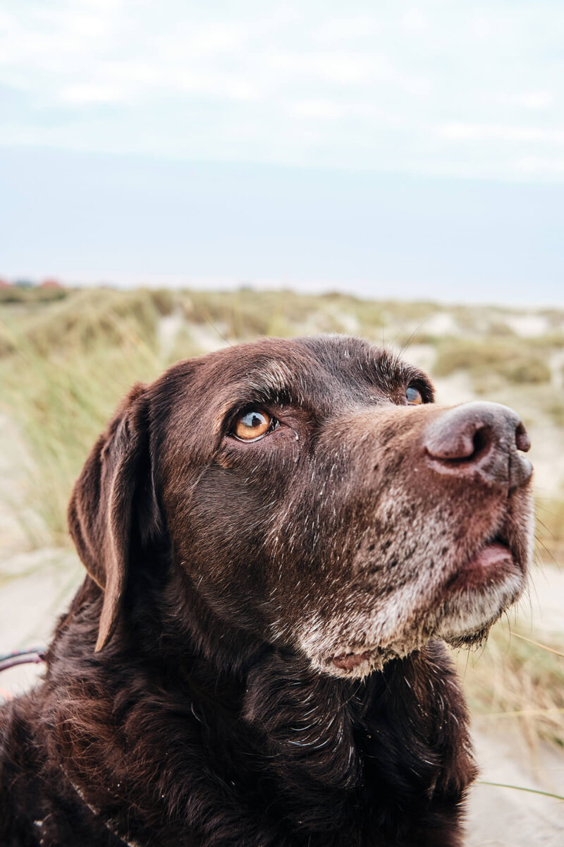 Beispiefoto Hund bei Offenblende
