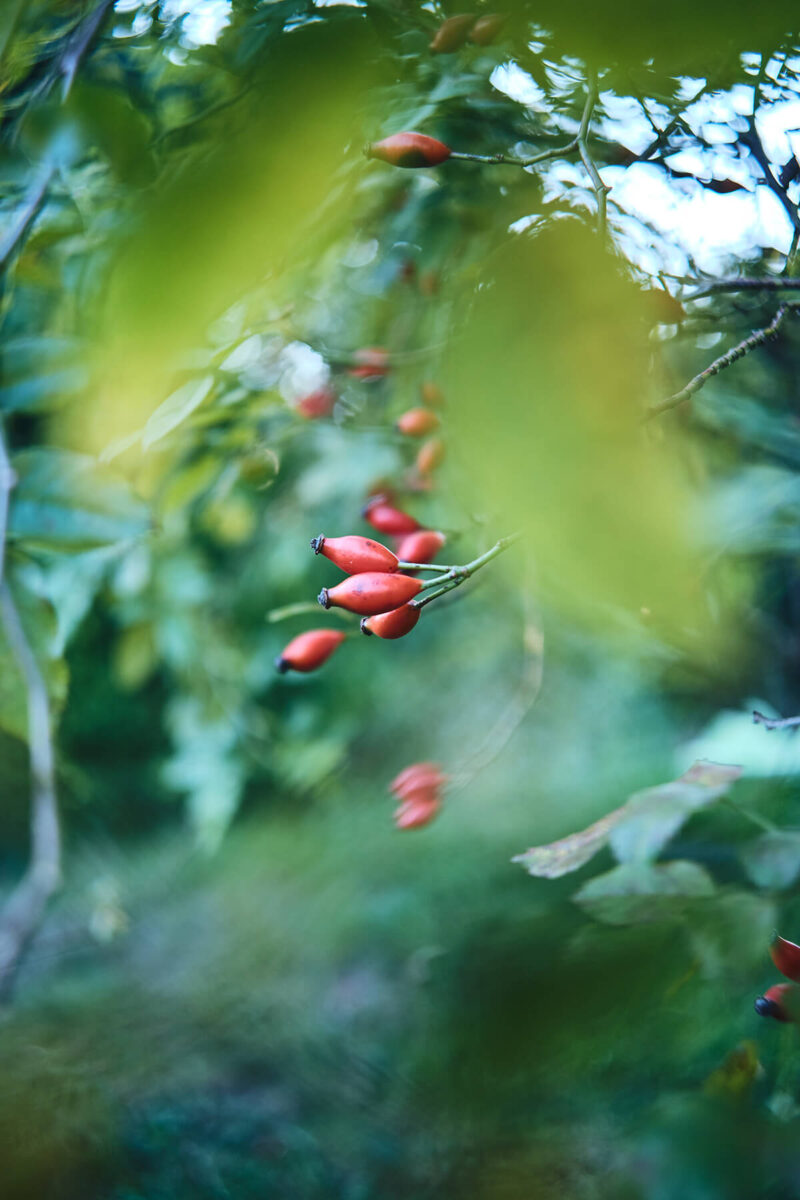 Beispielfoto TTARtisan 23mm f1.8 AF Naheinstellgrenze