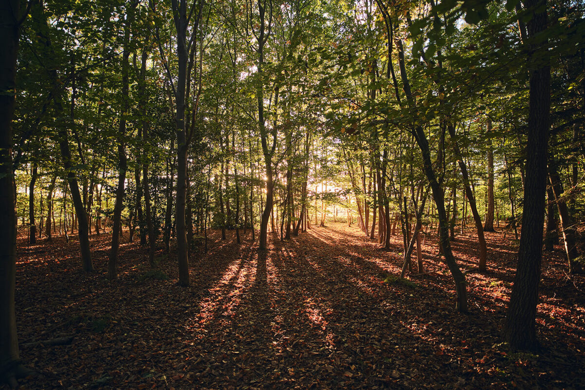 Wenig CAs bei Gegenlicht