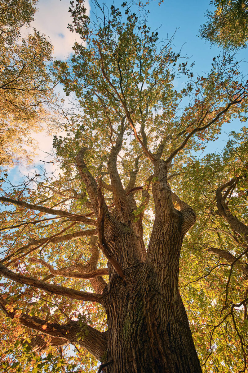 Sigma 12mm f1.4 Offenblende