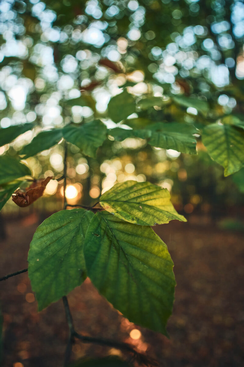Sigma 12mm f1.4 Bokeh Test Nahaufnahme