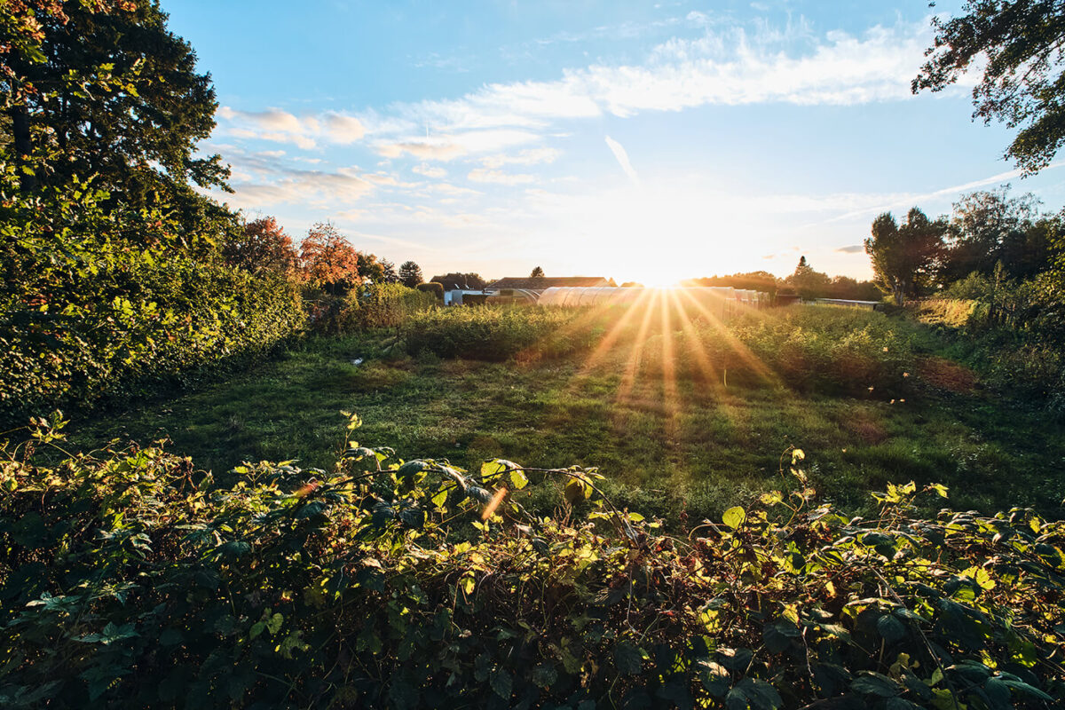 Blendenstern 12mm f1.4 Sigma
