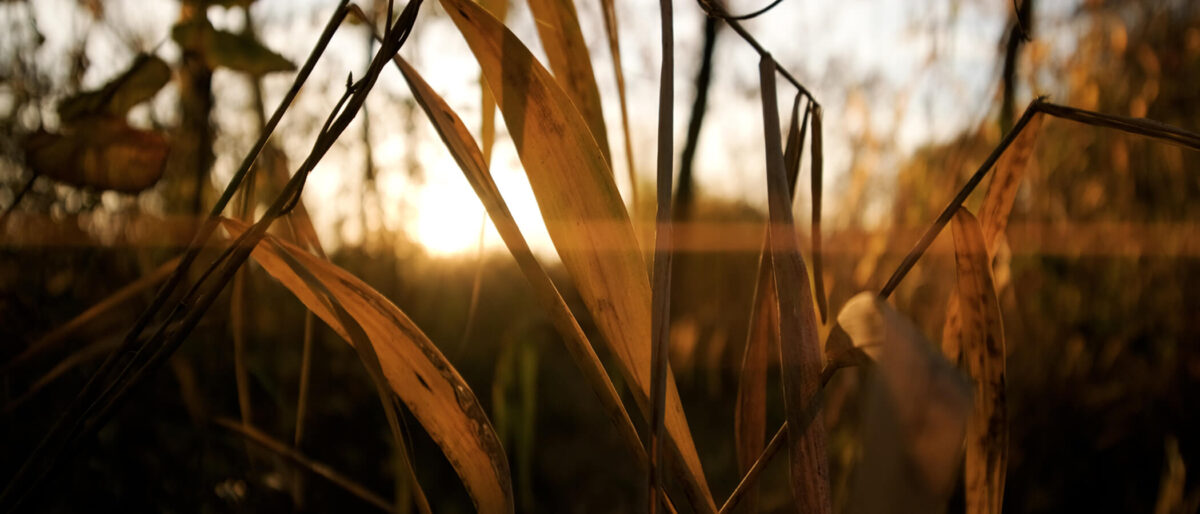 Gute Naheinstellgrenze