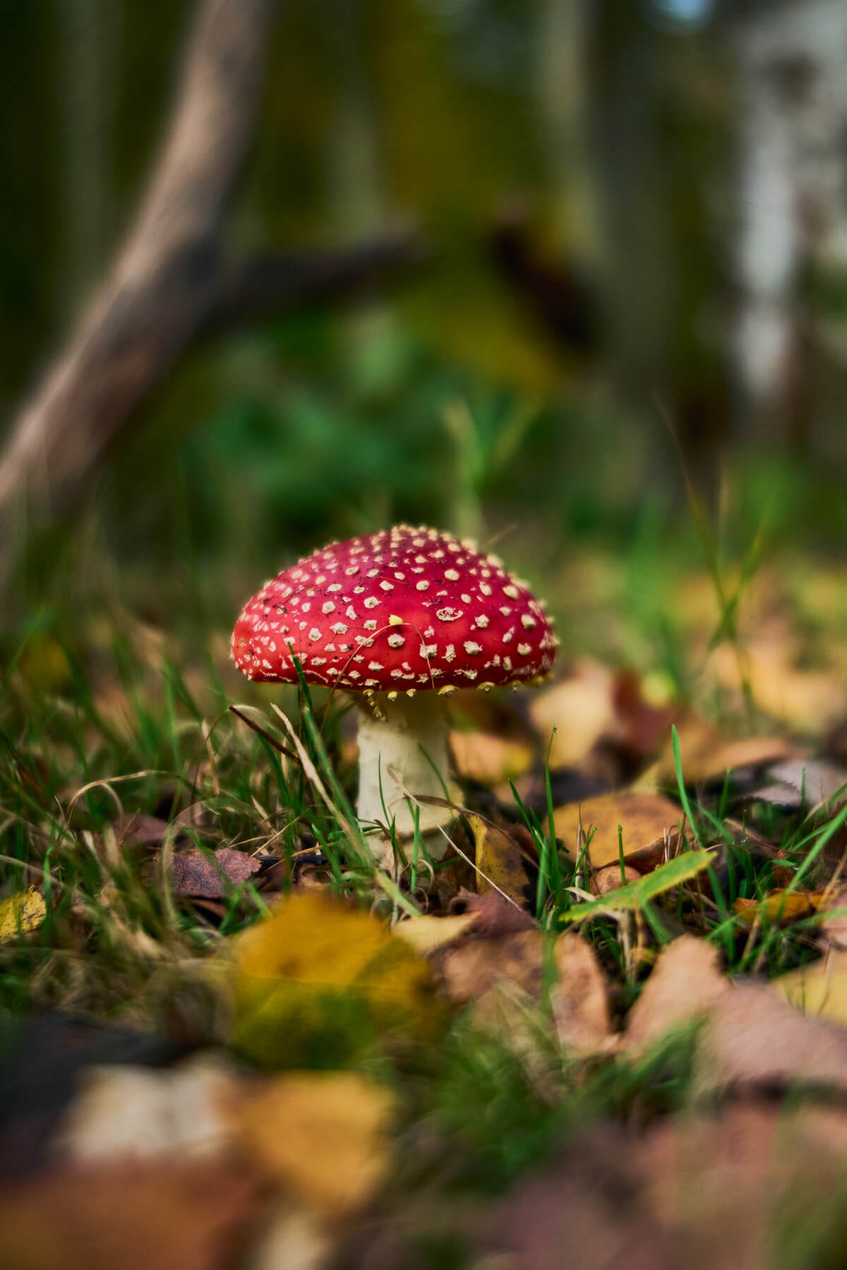 7Artisans Schärfe im Nahbereich