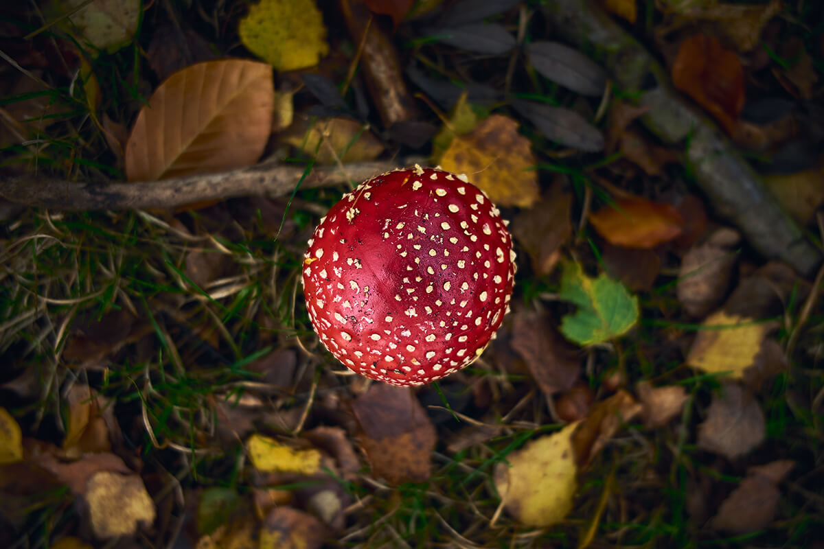 35mm f1.8 an Nikon Z