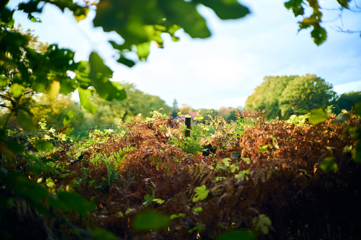 Good CA Control on TTArtisan 50mm f2