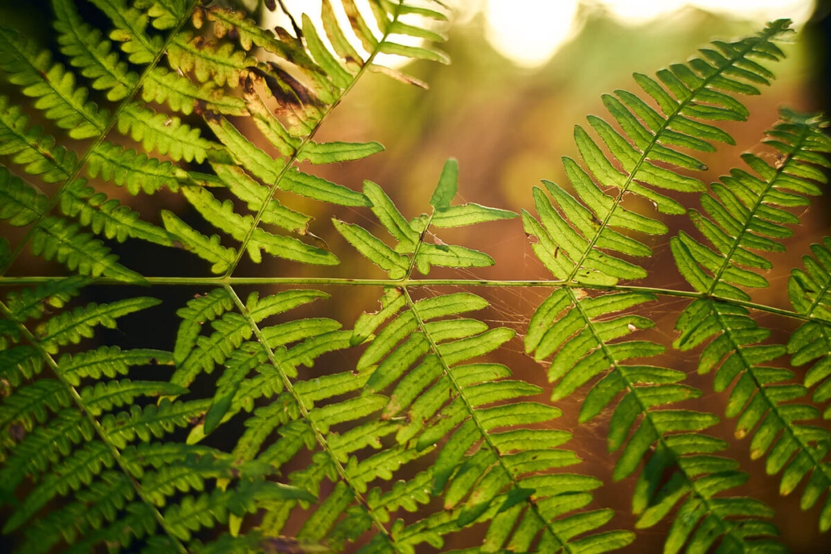 Close Focus on TTArtisan 50mm f2